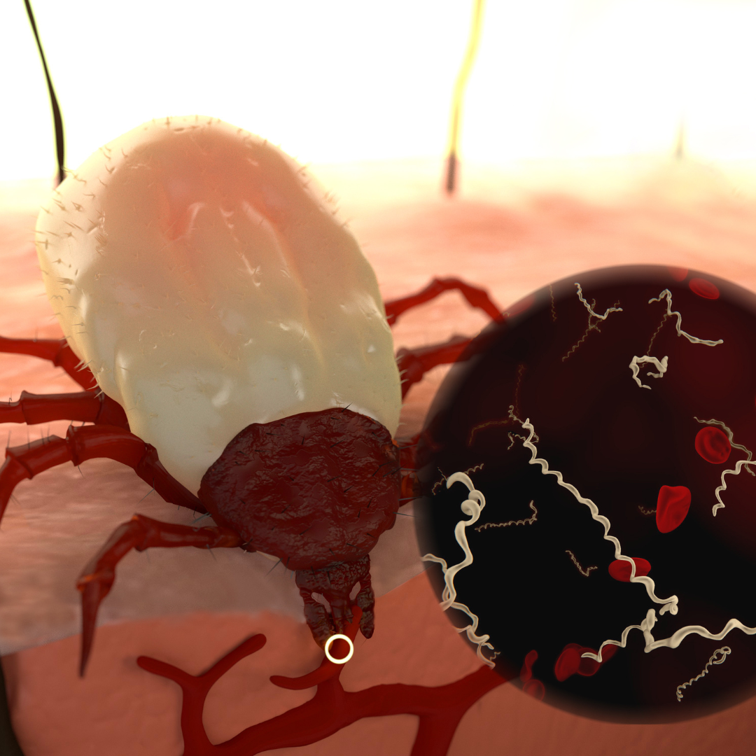 【医師監修】名古屋の皮膚科が解説｜マダニに刺されたら？知っておきたい症状と対処法・予防策 ｜ TANAKA SKIN CLINIC｜名古屋市 ...